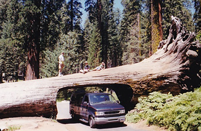 Furmanator Tunnel Tree - Van History